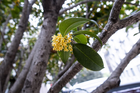 桂花