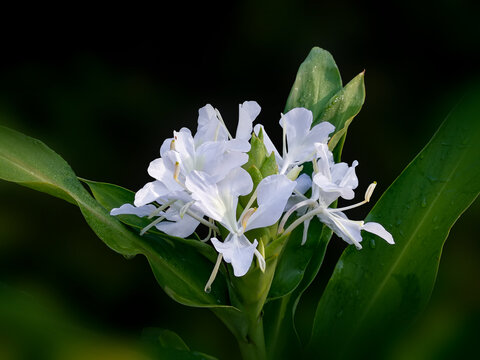 姜花