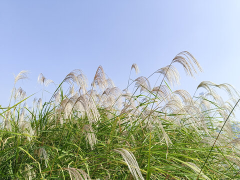 芦苇