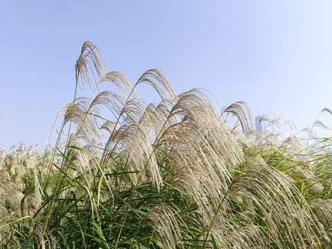 芦苇