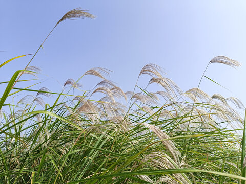 芦苇