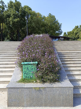 花坛