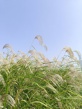芦苇