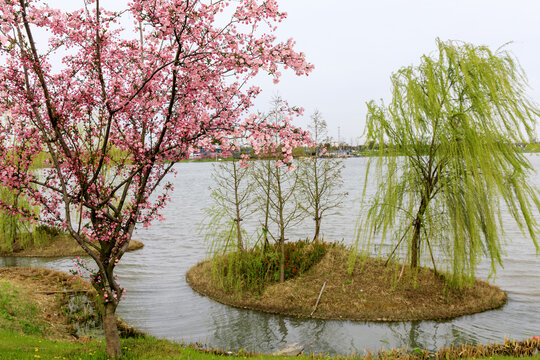 盐城中华海棠园风光