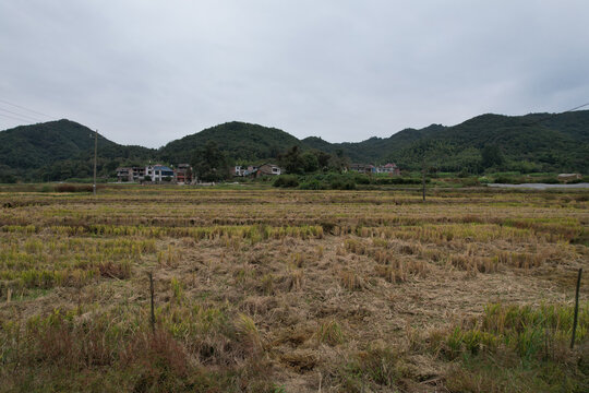 村庄稻田