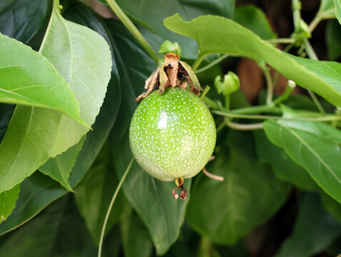百香果