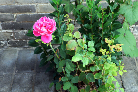 月季花