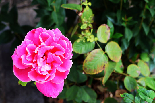 月季花
