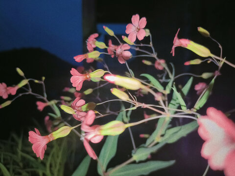 麦蓝菜