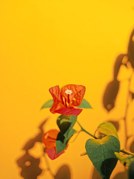 黄色背景叶子花