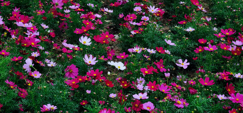 鲜花盛开的草地