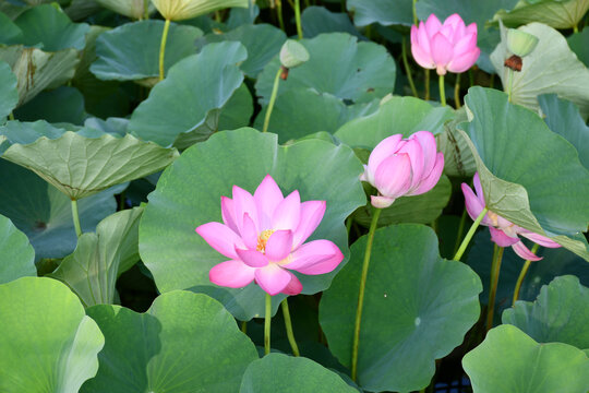 荷花