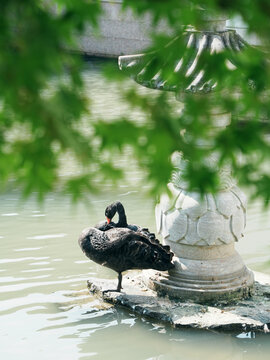 虎丘一榭园黑天鹅