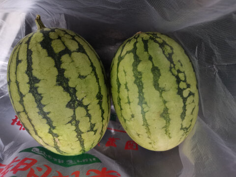 口口脆西瓜