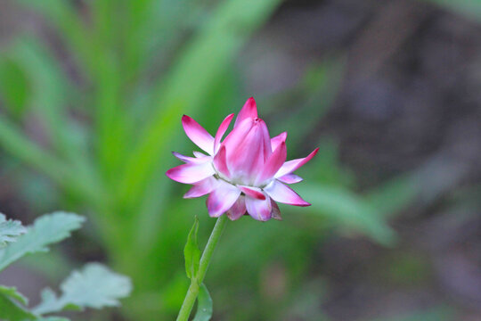蜡菊
