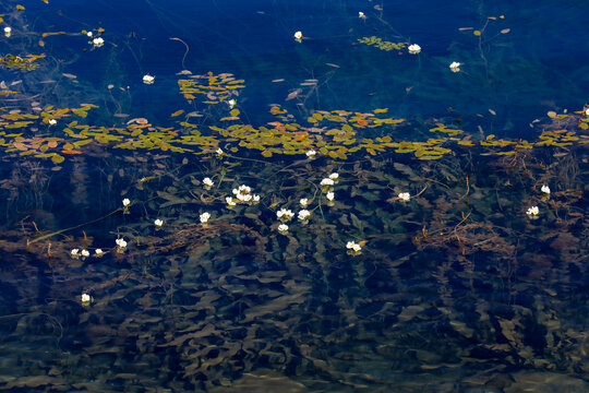 泸沽湖水性杨花