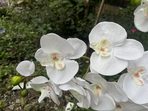 白色蝴蝶兰花美丽绽放