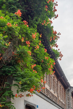 老门东街区凌霄花