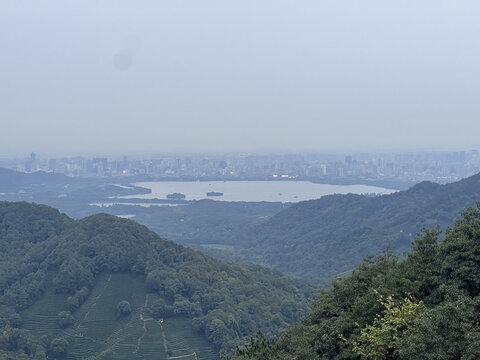 狮峰龙井茶田
