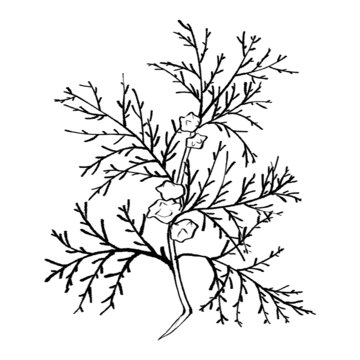 柏子线稿手绘中药材水彩插画