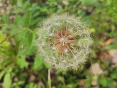 蒲公英