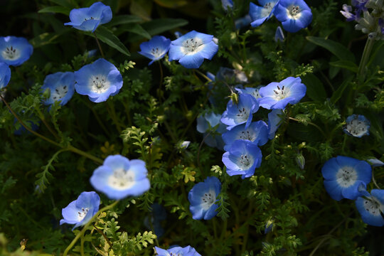 蓝色牵牛花