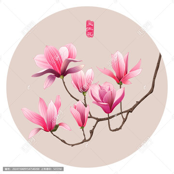 玉兰花