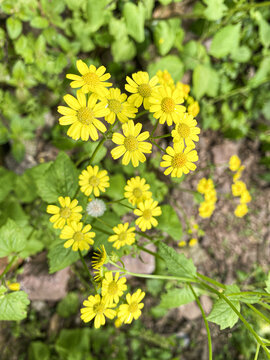 地里的小野花