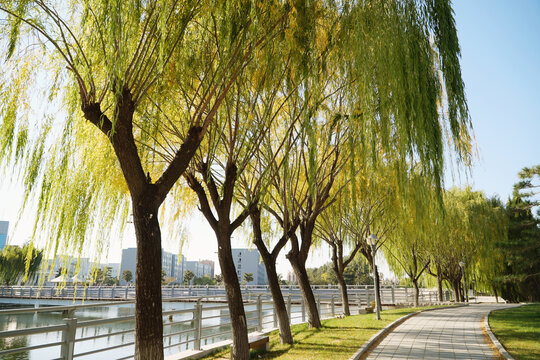 林荫小路
