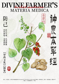 防己中药材水彩设计模版