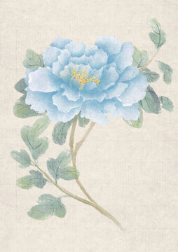 牡丹花