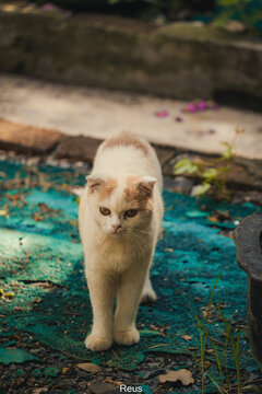 苏州猫猫