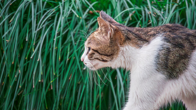 宠物猫