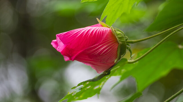 木芙蓉花开特写