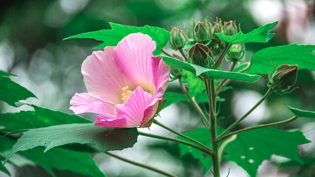 木芙蓉花开
