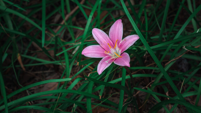 韭兰花开