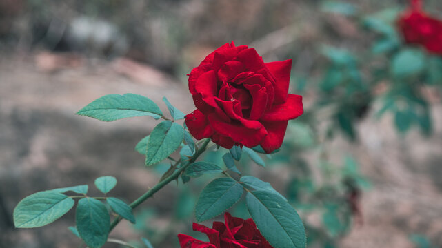 玫瑰花特写