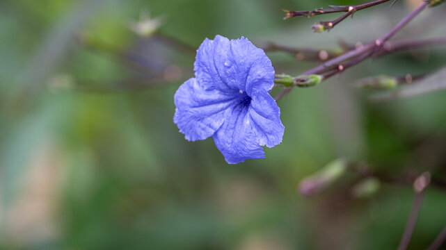 蓝花草