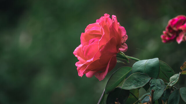 月季花