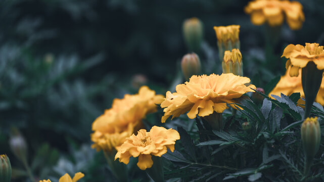 孔雀草