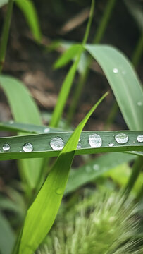 雨珠