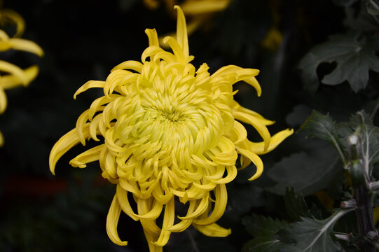 金黄色菊花