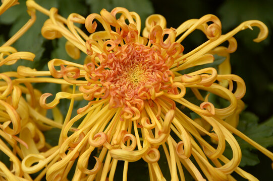 金黄色菊花