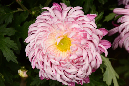红粉红色菊花