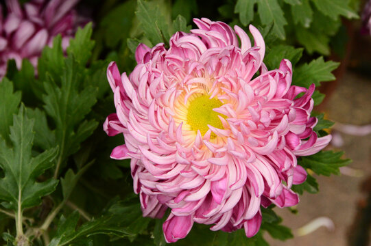 红粉红色菊花
