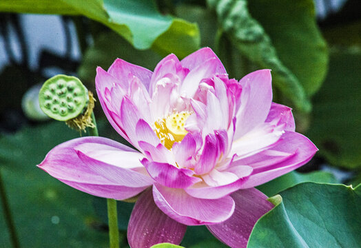 荷花