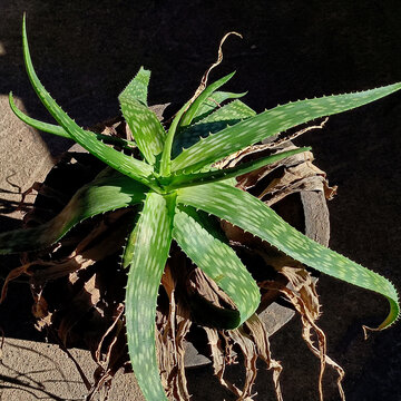 芦荟老根发新叶