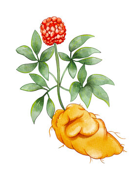 三七插画元素