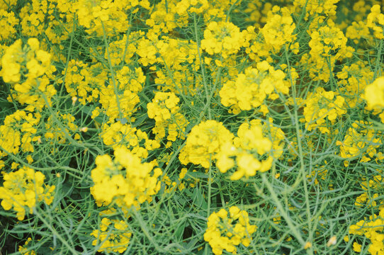 油菜花