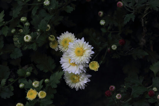 菊花系列